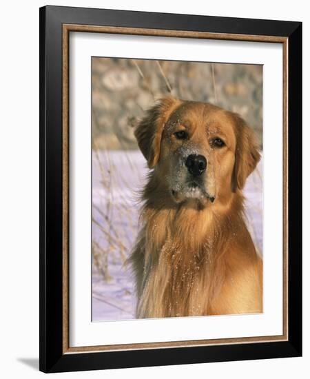 Golden Retriever in Snow (Canis Familiaris) Illinois, USA-Lynn M. Stone-Framed Photographic Print