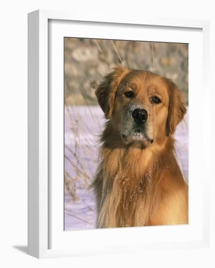 Golden Retriever in Snow (Canis Familiaris) Illinois, USA-Lynn M. Stone-Framed Photographic Print