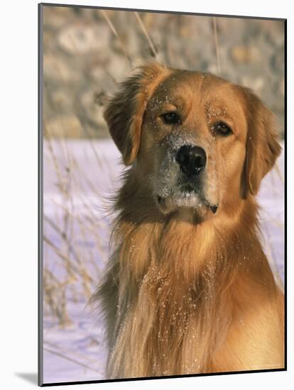 Golden Retriever in Snow (Canis Familiaris) Illinois, USA-Lynn M. Stone-Mounted Photographic Print