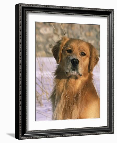 Golden Retriever in Snow (Canis Familiaris) Illinois, USA-Lynn M. Stone-Framed Photographic Print