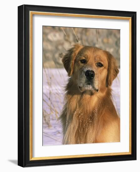 Golden Retriever in Snow (Canis Familiaris) Illinois, USA-Lynn M. Stone-Framed Photographic Print