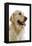 Golden Retriever in Studio-null-Framed Premier Image Canvas