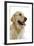 Golden Retriever in Studio-null-Framed Photographic Print