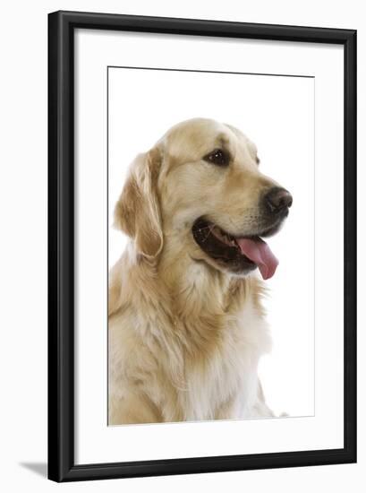 Golden Retriever in Studio-null-Framed Photographic Print