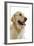 Golden Retriever in Studio-null-Framed Photographic Print