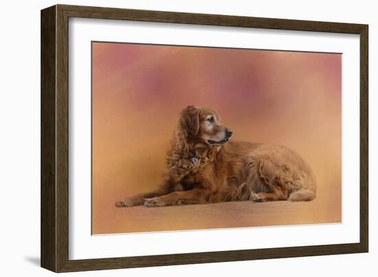 Golden Retriever in the Setting Sun-Jai Johnson-Framed Giclee Print