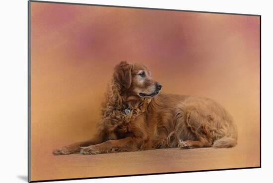 Golden Retriever in the Setting Sun-Jai Johnson-Mounted Giclee Print