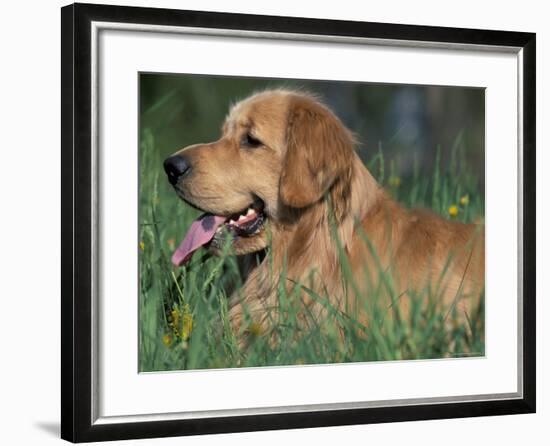 Golden Retriever Lieing in Grass, Us-Lynn M. Stone-Framed Photographic Print