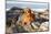 Golden retriever, lying down on coastal rocks near ocean-Lynn M. Stone-Mounted Photographic Print