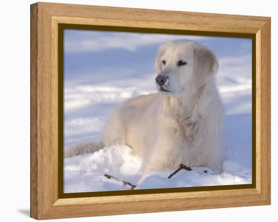 Golden Retriever Lying in Snow, USA-Lynn M. Stone-Framed Premier Image Canvas