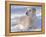 Golden Retriever Lying in Snow, USA-Lynn M. Stone-Framed Premier Image Canvas