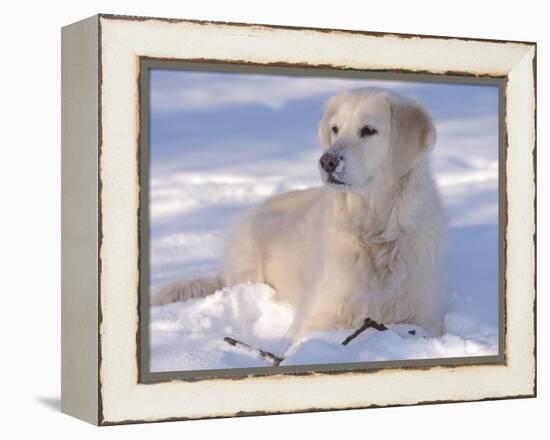 Golden Retriever Lying in Snow, USA-Lynn M. Stone-Framed Premier Image Canvas