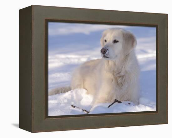 Golden Retriever Lying in Snow, USA-Lynn M. Stone-Framed Premier Image Canvas