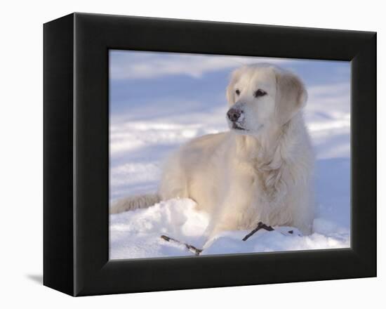 Golden Retriever Lying in Snow, USA-Lynn M. Stone-Framed Premier Image Canvas