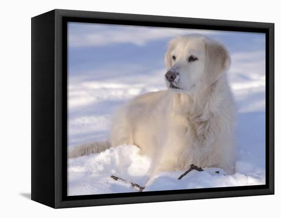 Golden Retriever Lying in Snow, USA-Lynn M. Stone-Framed Premier Image Canvas