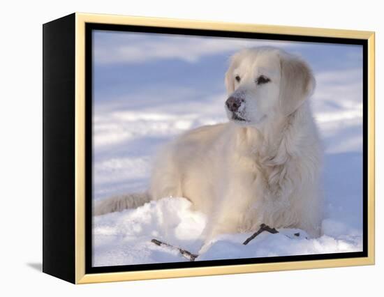 Golden Retriever Lying in Snow, USA-Lynn M. Stone-Framed Premier Image Canvas