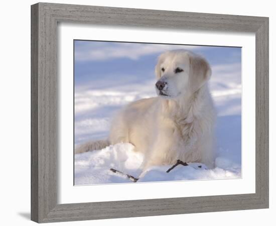 Golden Retriever Lying in Snow, USA-Lynn M. Stone-Framed Photographic Print