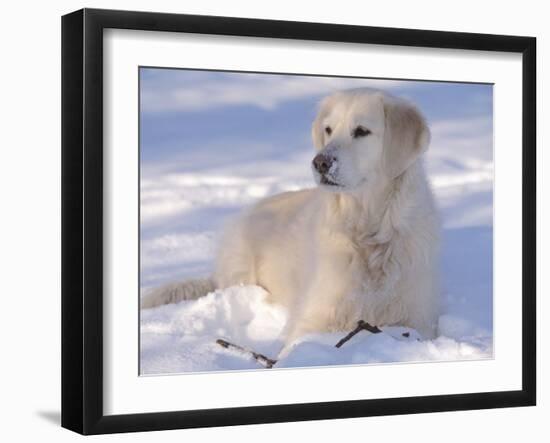 Golden Retriever Lying in Snow, USA-Lynn M. Stone-Framed Photographic Print