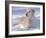 Golden Retriever Lying in Snow, USA-Lynn M. Stone-Framed Photographic Print