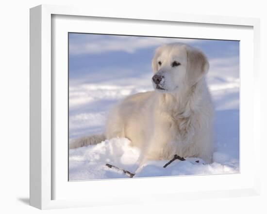 Golden Retriever Lying in Snow, USA-Lynn M. Stone-Framed Photographic Print