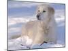 Golden Retriever Lying in Snow, USA-Lynn M. Stone-Mounted Photographic Print