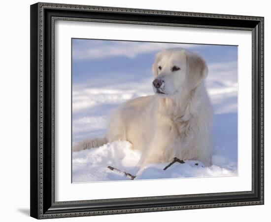 Golden Retriever Lying in Snow, USA-Lynn M. Stone-Framed Photographic Print