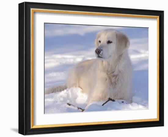 Golden Retriever Lying in Snow, USA-Lynn M. Stone-Framed Photographic Print