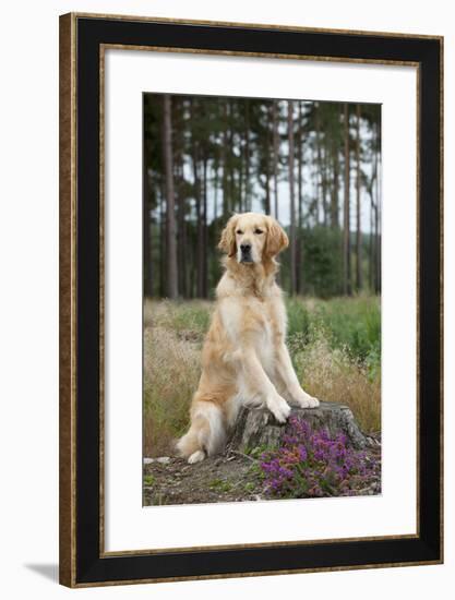 Golden Retriever on Tree Stump-null-Framed Photographic Print