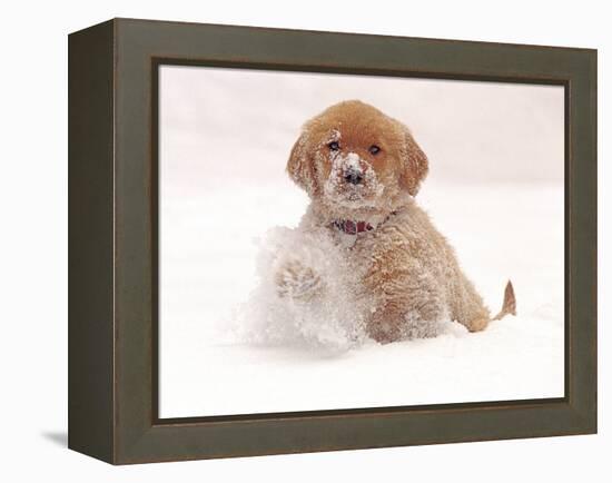 Golden Retriever Pup in Snow-Chuck Haney-Framed Premier Image Canvas