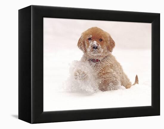 Golden Retriever Pup in Snow-Chuck Haney-Framed Premier Image Canvas