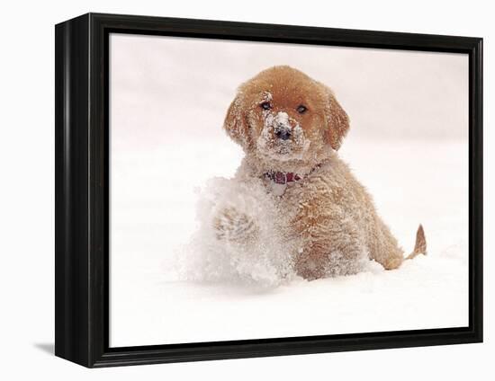 Golden Retriever Pup in Snow-Chuck Haney-Framed Premier Image Canvas