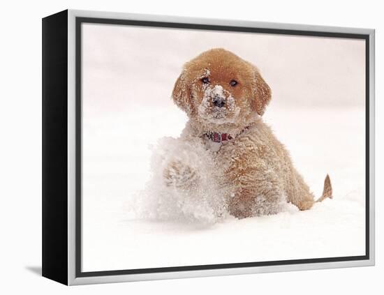 Golden Retriever Pup in Snow-Chuck Haney-Framed Premier Image Canvas