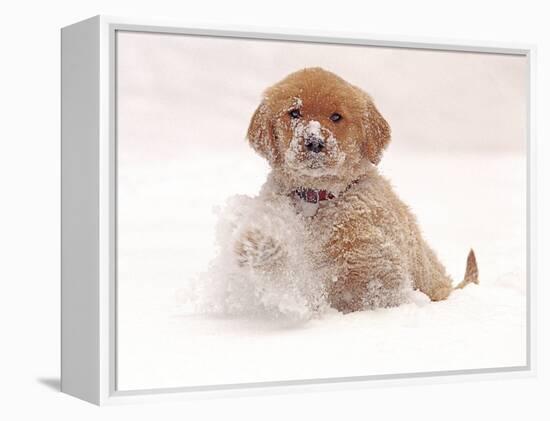 Golden Retriever Pup in Snow-Chuck Haney-Framed Premier Image Canvas