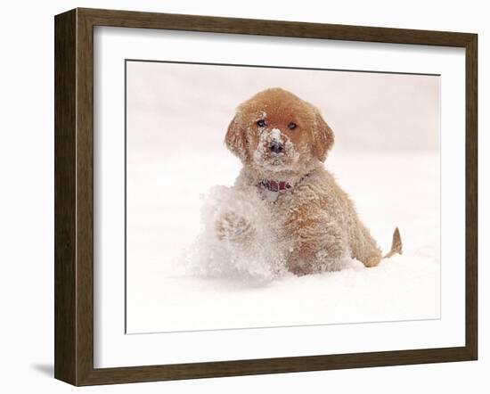 Golden Retriever Pup in Snow-Chuck Haney-Framed Photographic Print