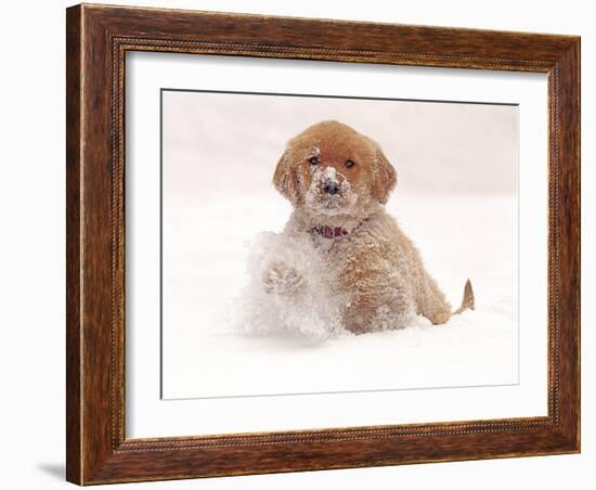 Golden Retriever Pup in Snow-Chuck Haney-Framed Photographic Print