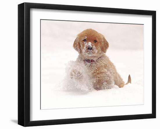 Golden Retriever Pup in Snow-Chuck Haney-Framed Photographic Print