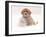 Golden Retriever Pup in Snow-Chuck Haney-Framed Photographic Print