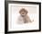 Golden Retriever Pup in Snow-Chuck Haney-Framed Photographic Print