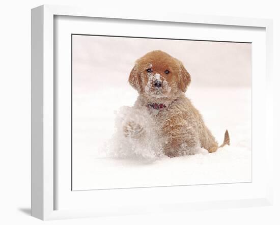 Golden Retriever Pup in Snow-Chuck Haney-Framed Photographic Print
