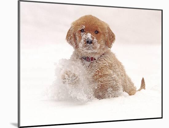 Golden Retriever Pup in Snow-Chuck Haney-Mounted Photographic Print