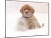 Golden Retriever Pup in Snow-Chuck Haney-Mounted Photographic Print