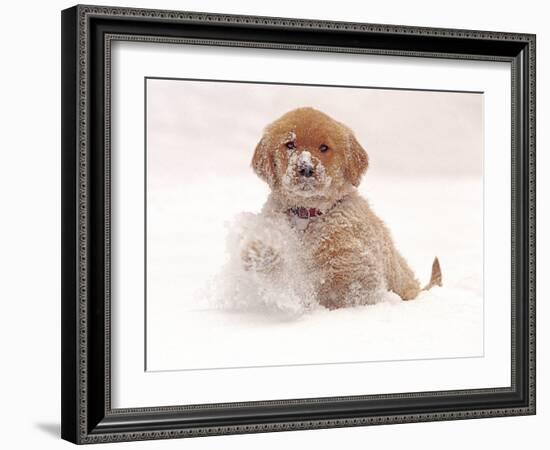 Golden Retriever Pup in Snow-Chuck Haney-Framed Photographic Print