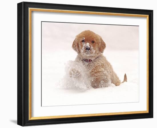 Golden Retriever Pup in Snow-Chuck Haney-Framed Photographic Print