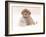 Golden Retriever Pup in Snow-Chuck Haney-Framed Photographic Print