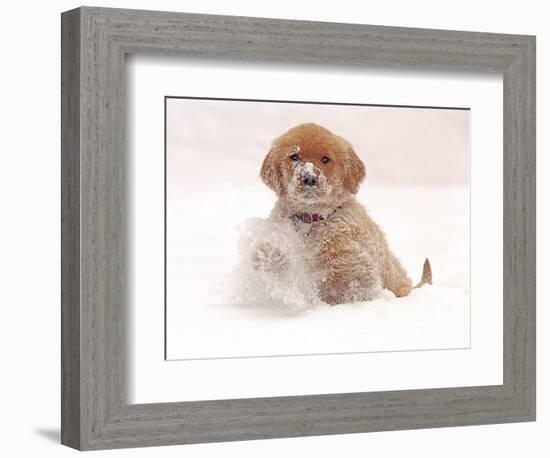 Golden Retriever Pup in Snow-Chuck Haney-Framed Photographic Print