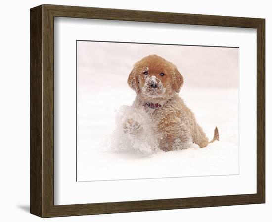 Golden Retriever Pup in Snow-Chuck Haney-Framed Photographic Print