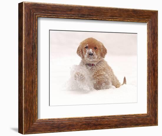 Golden Retriever Pup in Snow-Chuck Haney-Framed Photographic Print