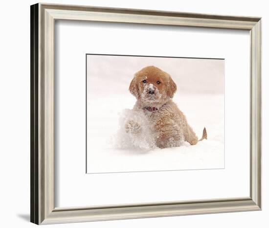 Golden Retriever Pup in Snow-Chuck Haney-Framed Photographic Print