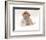 Golden Retriever Pup in Snow-Chuck Haney-Framed Photographic Print