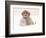 Golden Retriever Pup in Snow-Chuck Haney-Framed Photographic Print